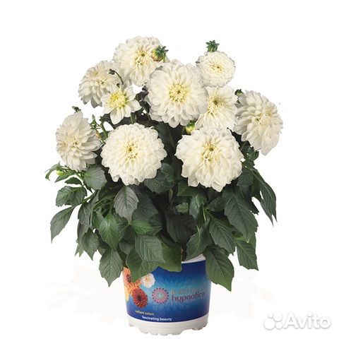 Георгин вегетативный