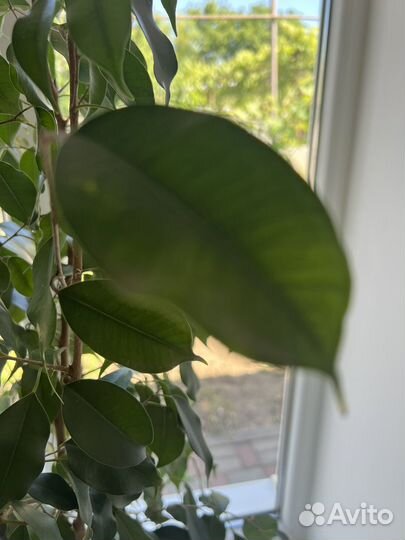 Фикус бенджамина