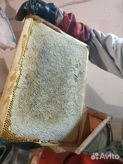 Мед в сотах