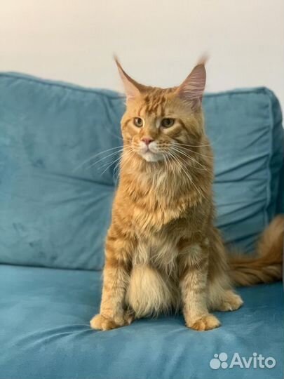 Груминг(стрижка собак и котов)