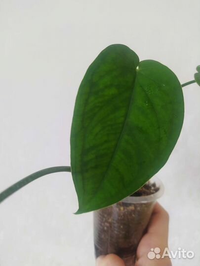 Сингониум макрофиллум