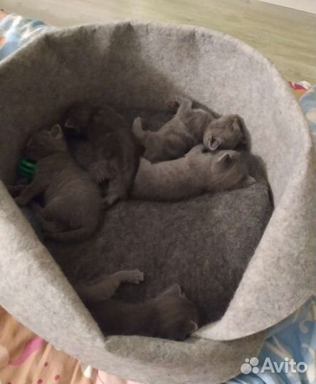 Британская