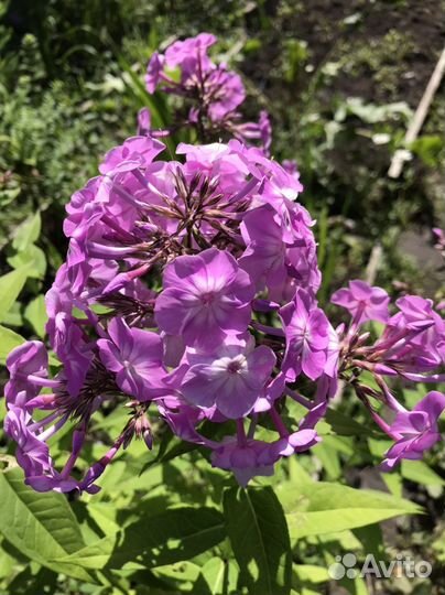 Флокс метельчатый