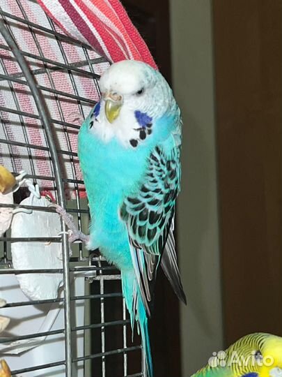 Волнистый попугай