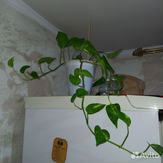 Сциндапсус