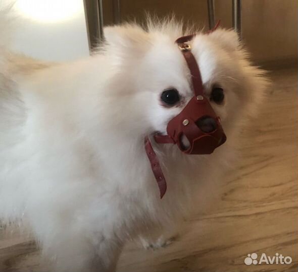 Кажаный намордник для мелких собак