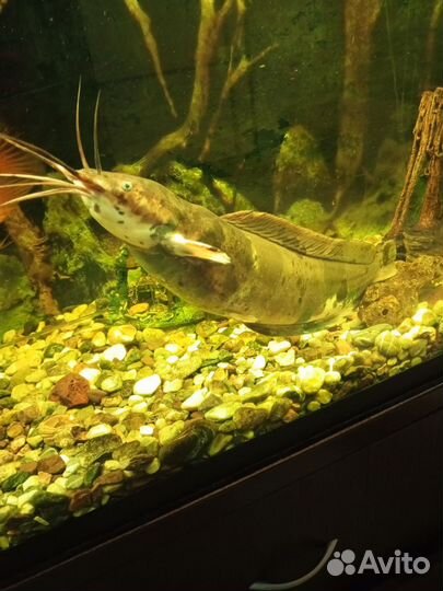 Аквариумные рыбы