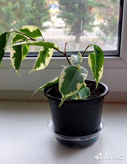 Фикус бенджамина пестролистный