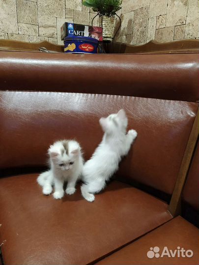 Отдам кота в добрые руки