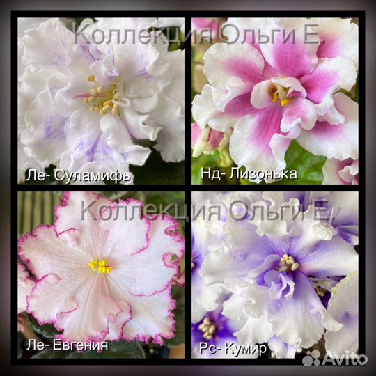 Фиалка в горшках