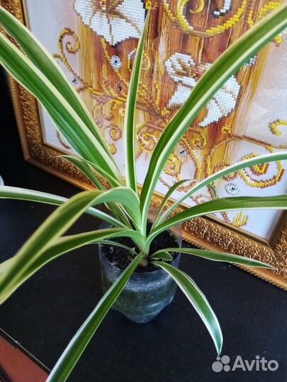 Хлорофитум