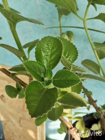 Мята домашняя