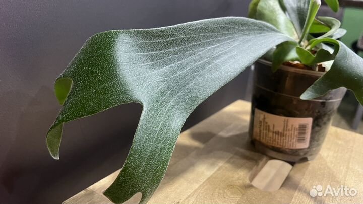 Платицериум оленьи рога