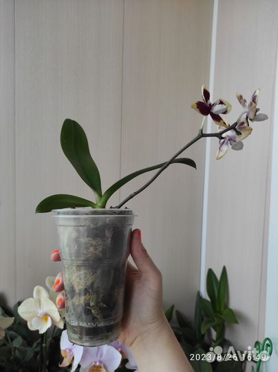 На брони Орхидея фаленопсис мультифлора
