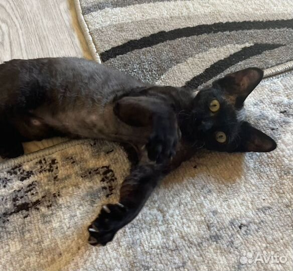 Девон-рекс девочка