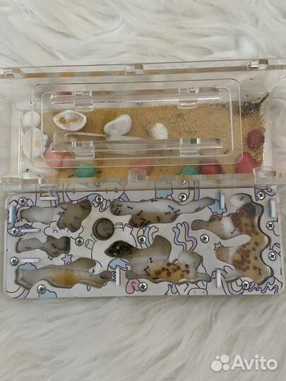 Муравьиная ферма формикарий