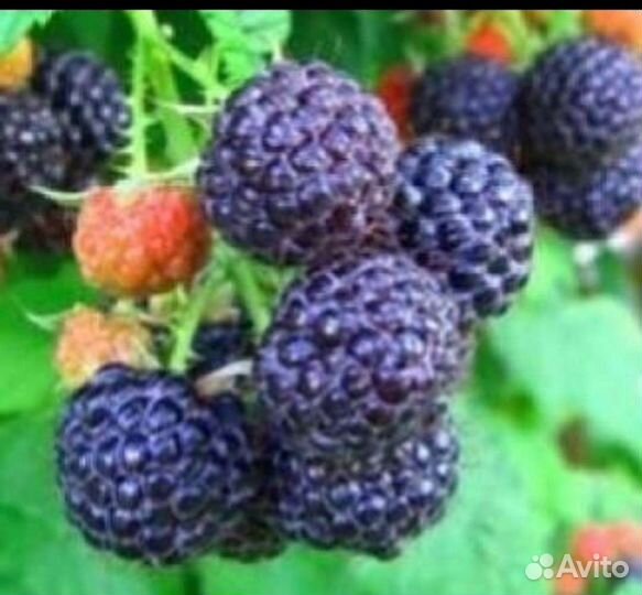 Саженцы ежемалины