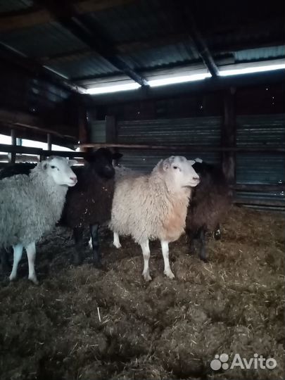 Баранчики на племя