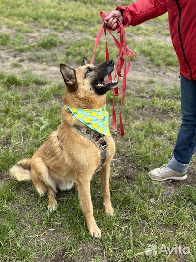 Молоденький умный песик грустит в приюте