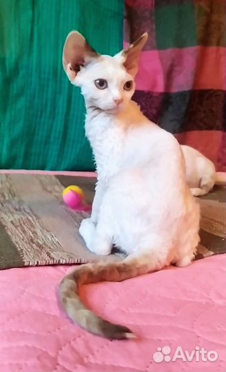 Девон-рекс кошка