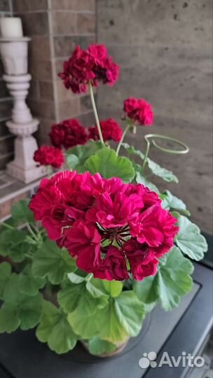 Пеларгония Ирида Капля Черники+