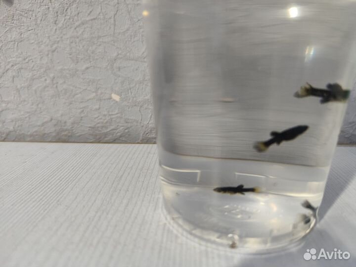 Мольки моллинезии