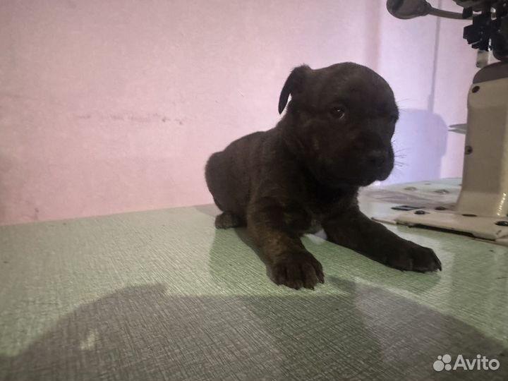 Собака,щенки