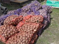 Продам картофель домашний и семенной