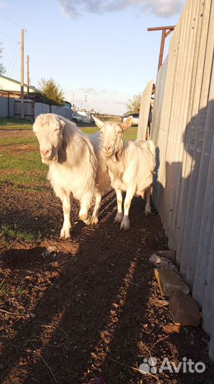 Продам - козла,козу,козлят