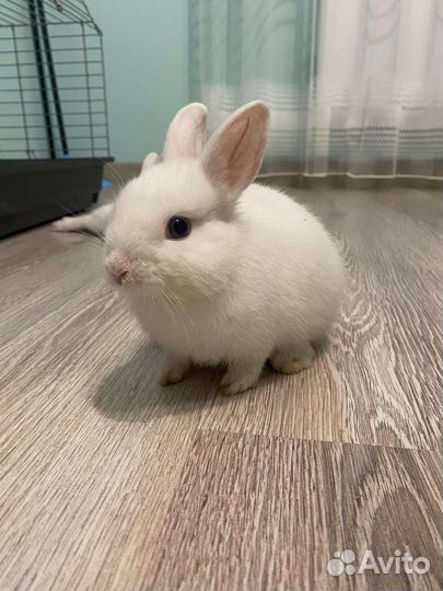 Декоративные кролики гермелин бронь для Натальи