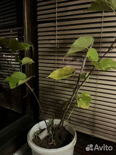 Саженцы винограда