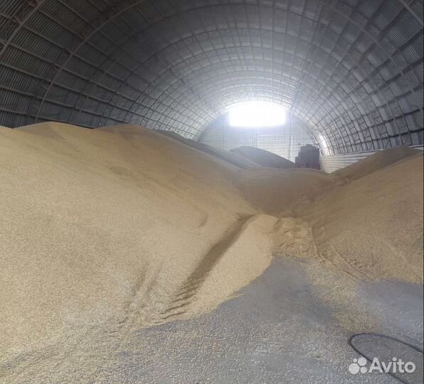 Фуражный ячмень, Пшеница яровая корма