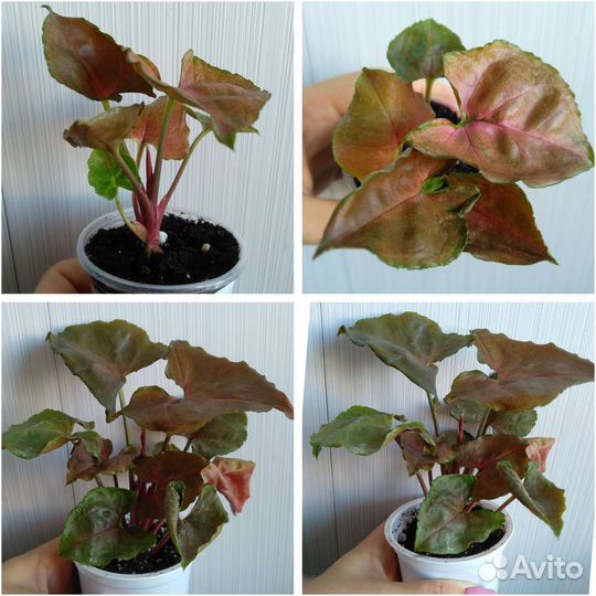 Сингониумы сортовые