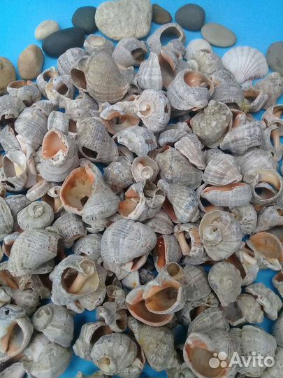 Ракушки морские