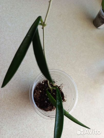 Хойя 7сортов