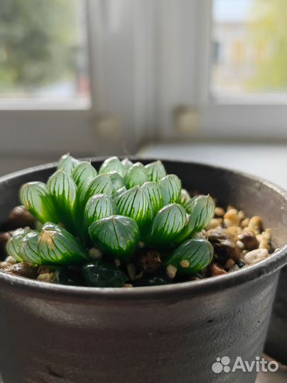 Суккулент Хавортия Купера обтуза