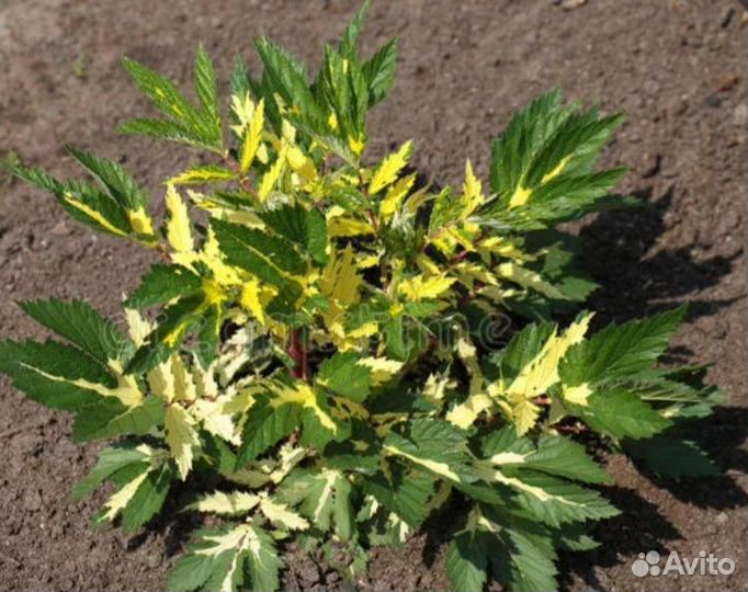 Цветы садовые