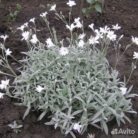 Ясколка многолетняя