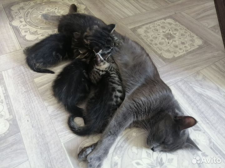Котята в добрые руки