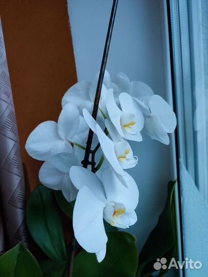 Цветы домашние в горшках