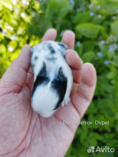 Цветной карлик сплит