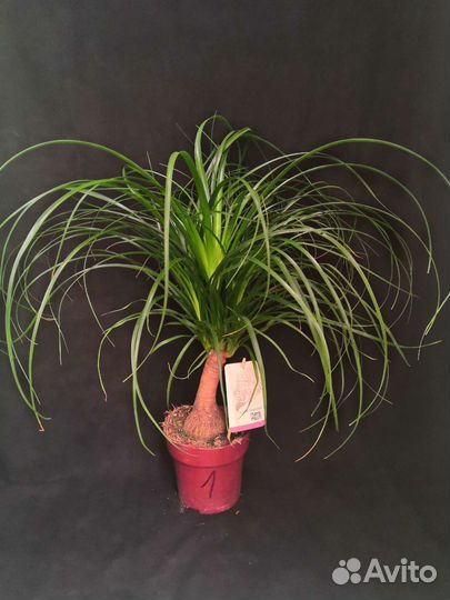 Бокарнея нолина или бутылочное дерево 14/65