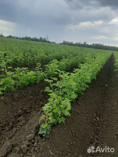 Кустарники ягодные