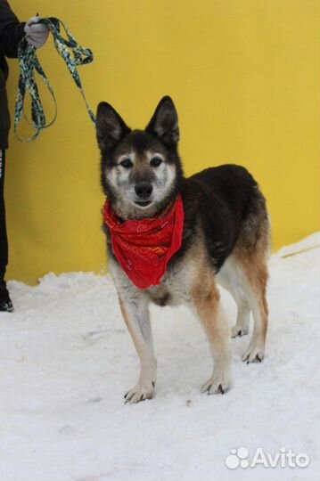 Собака в добрые руки