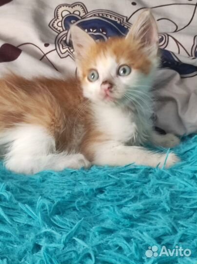 Котята в дар