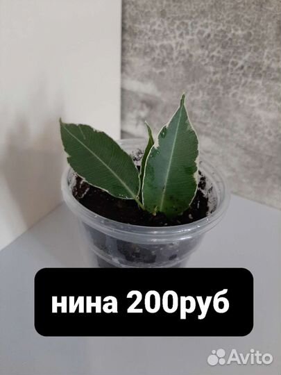 Фикус бенджамина