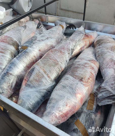 Свежемороженая рыба толстолобик