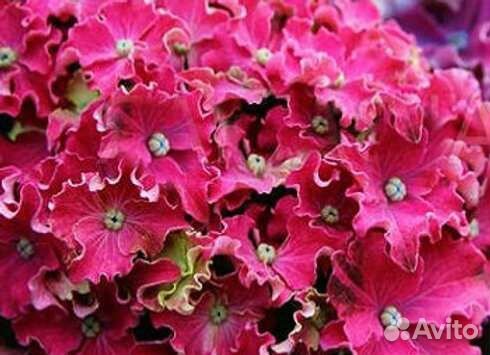 Гортензия curly spark