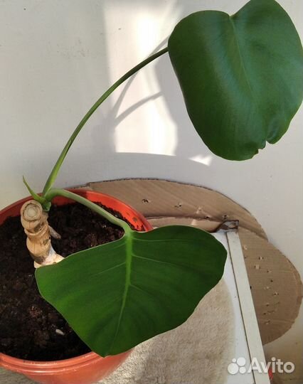 Черенок монстеры