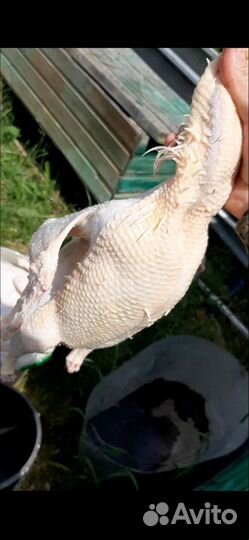 Перосъемная для гусей и уток